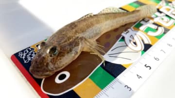 〈初心者の釣り〉“ハゼ”の生態／釣りシーズン／釣り方／仕掛け／食べ方【江戸前の粋な小物釣り、家族で楽しむ夏の風物詩】