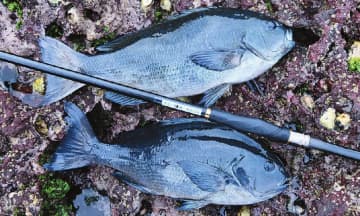 〈初心者の釣り〉“メジナ”の生態／釣りシーズン／釣り方／仕掛け／食べ方【磯の王者、強烈な引きで釣り人を魅了するターゲット】