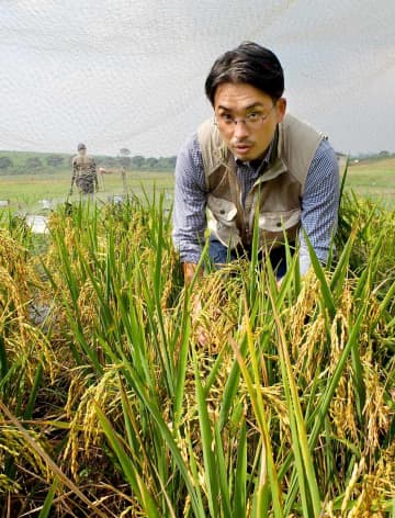 30年で4倍…アフリカで伸びるコメ需要　米食定着の背景に「共働き」、日本の技術で普及後押し