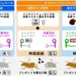 遺伝子操作でハエ脳の神経回路をつなぎ替え　別種の求愛行動を再現　名古屋大学など