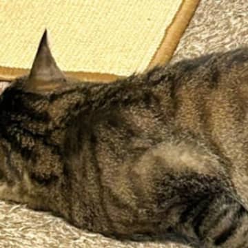 『いつ見ても心配になる……』リビングで爆睡する猫→とんでもない寝相に「癖強すぎｗ」「人間なら腕を痛めそうｗ」と爆笑する人が続出