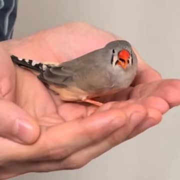 小鳥が飼い主の肩で「産卵!?」…まさかの“立ち会い出産”に「よほど安心できる場所なんだね」「産んだ後の顔が可愛い」