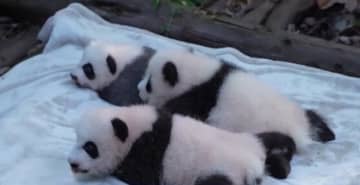 成都パンダ繁殖研究基地で今年生まれたパンダ3頭が初公開―中国