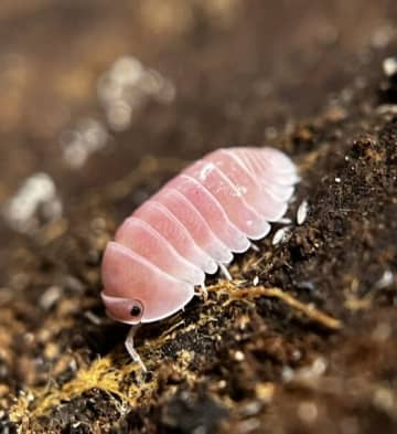 【キモかわ】この蛍光ピンクの物体は一体？SNSを騒然とさせた謎の生物、意外すぎる正体に「なんて美しい色でしょう」の声