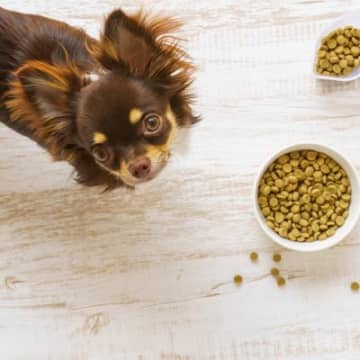 ごはんで変わる！尿石ができやすい犬種と賢い食事の選び方【獣医が解説】