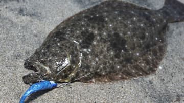 〈初心者の釣り〉“ヒラメ”の生態／釣りシーズン／釣り方／仕掛け／食べ方【サーフの王様! 座布団級を狙え】
