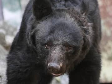 ヒグマ死亡事故、被害者は登山道を「走って移動」　流行のトレラン？調査の知床財団に見立てを聞いた