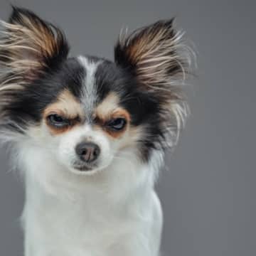 犬が『嫌いな人間にみせるサイン』4選　嫌悪感を抱かれてしまう要因や嫌われないためにすべきことまで