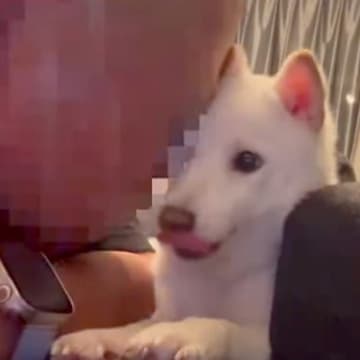 犬を愛しすぎている男性→全力の愛情表現をした結果…あまりにも切ない『ガチ拒否』が75万再生「嫌がられてて草」「わかるｗ」共感の声も