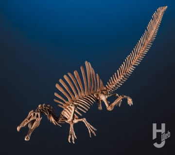 『ジュラシックワールド』等で話題の「スピノサウルス」を最新復元!! 実物大の復元骨格にも負けない「リアル」な佇まいに注目【プラノサウルス復元プロジェクト】