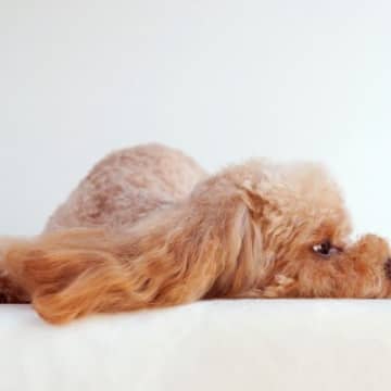 犬の『自信を失くした』ときにみせるサイン4選　心が折れてしまった愛犬の気持ちを回復させる方法はあるの？