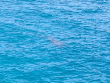 ジュゴンが南沙諸島に現る、生態回復で「人魚」が帰還―中国