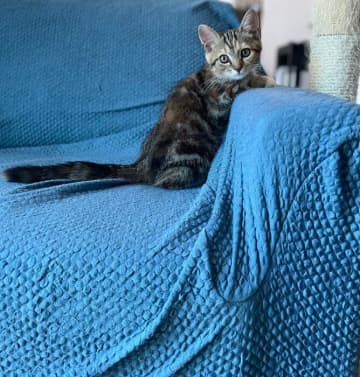 ちょこんと座る姿が「ぬいぐるみ」のようだった生後3カ月の子猫→約1年で「こんなに猫って変わるんだ？」と思うほど大きく成長した姿にほっこり！