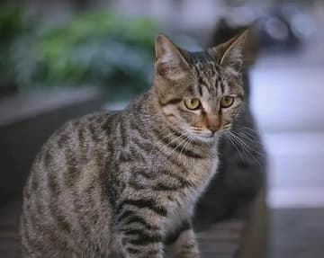 3歳のドラゴンリーが司法競売へ、すでに5000人超が入札参加申し込み―中国