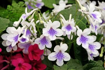 【ガーデニング】室内で育てる多年草。人気の鉢花［6選］初心者必見！