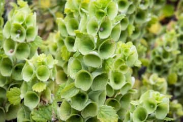 8月23日の花とは？【366日の誕生花と幸せの花言葉】