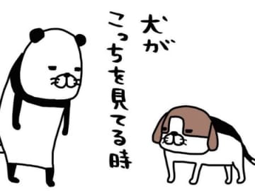 うちの梅吉（14歳）は強メンタル。そこをガン見されても動じないなんて…結果「かわいい」。【パンダと犬#4】