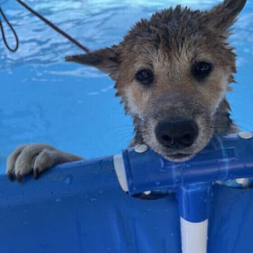 愛犬をプールで遊ばせるときの注意点　ケガや水中毒などへの対策を解説