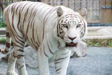国内最高齢のホワイトタイガー「カーラ」死ぬ　埼玉・東武動物公園　今月7日に20歳の誕生日を迎えたばかり、人間では100歳相当　31日まで献花台