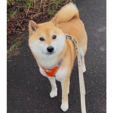 散歩中に飼い主を見つめる柴犬にキュン！犬がアイコンタクトで気持ちを伝える理由とは｜獣医師解説