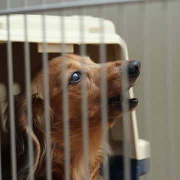 犬が『夜鳴き』をする原因7つ　年齢やケース別の理由から改善策まで解説