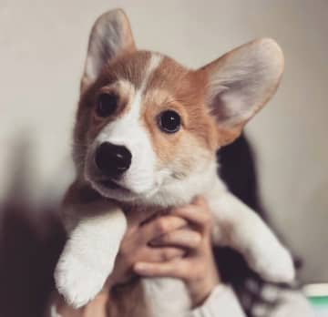 「可愛いお顔をしているのに“怪獣”すぎた」コーギー子犬→3年後、人懐っこくて愛嬌たっぷりなコに成長した姿にほっこり！