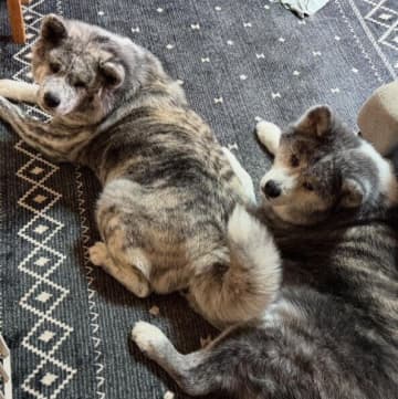 頼りない目つきをしていた秋田犬の保護犬　8才になった現在、同居犬と寄り添ってくつろぐ姿にほっこり
