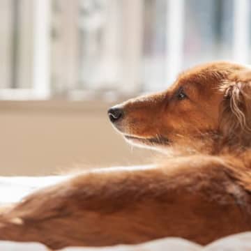 老犬が認知症になったら…飼い主のことは忘れるの？家族を認識できていないかどうかを判断する方法とは