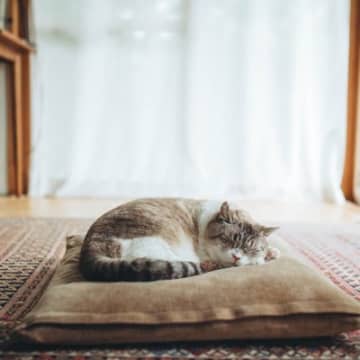 猫からあなたへの信頼度は『眠る位置』でもわかる！5つの場所別に猫の気持ちを解説