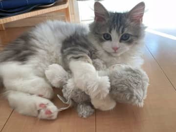 「小さい猫のぬいぐるみ」をもらった子猫　一生懸命“お世話”をする様子が「本当の兄弟」みたいで可愛い！