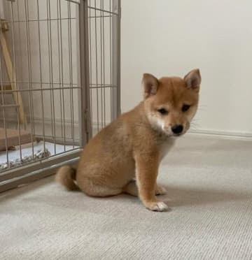 不安と期待でソワソワしていた生後2カ月柴犬子犬→1年後には家族にお尻を乗っけてリラックス！すっかり馴染む姿にほっこり