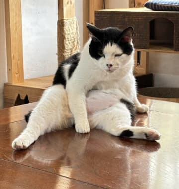 12年間、問い合わせゼロ…里親を待ち続ける保護猫のふてぶて可愛い姿に「もうそこが家じゃろうに」と反響続々