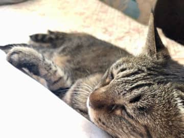 桜の季節にお迎えした元保護猫　亡き母が住んでいた実家でともに過ごし究極の甘えん坊に！