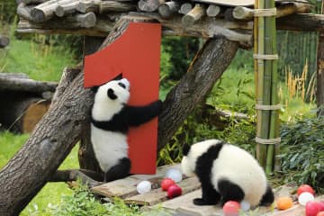 ドイツ生まれの双子パンダ「夢好」「夢甜」が1歳に