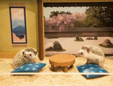 【ちくちくCAFE】ただの動物カフェじゃない？口コミで判明したハリネズミカフェがお迎えまでサポートする本気度