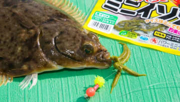 〈初心者の釣り〉“カレイ”の生態／釣りシーズン／釣り方／仕掛け／食べ方【冬の投げ釣りの主役、待ってましたの座布団級!】