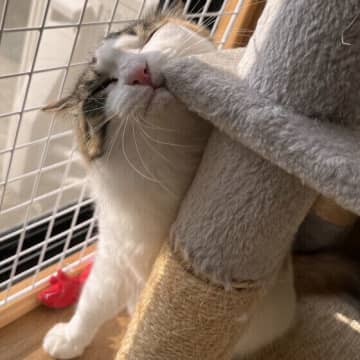 猫がスリスリする理由は場所やシチュエーションで違う！ 飼い主が知っておきたい意味を専門家が解説
