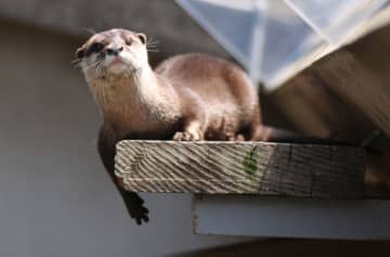 コツメカワウソ「マロン」天国へ　市川市動植物園の人気者