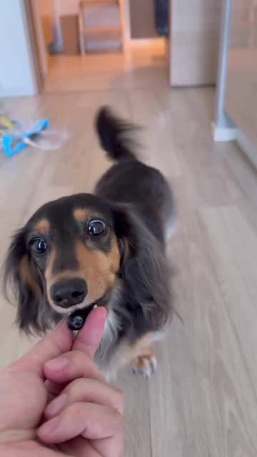 「ブルーベリーを1粒」もらってはしゃぐワンコ⇒飼い主がたくさん持っていることに気付いて…？ 愛おしいリアクションにSNSほっこり