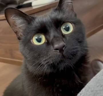 愛猫の名前を呼んでみたら→「めっちゃ時差で返事してくれた」　言葉がわかっているような猫の反応にキュン