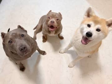 “キラキラした瞳”でゴハンがを待つ愛犬たちの心理は？獣医師が解説