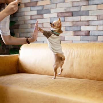 犬がぴょんぴょん『跳ねる』のは危険？ジャンプが引き起こす4つのトラブルから対処法まで