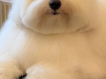 「おにぎりに見えた」　ビジュアルが好評な『犬種』に「将来の伴侶にしたい」