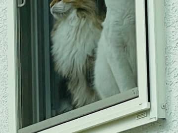 出かけた後、家を振り返った飼い主　猫の姿が？「刑事ドラマかな」「そっちかーい！」