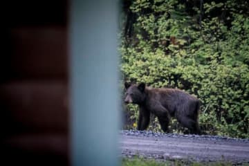 住宅にクマが侵入→すぐに逃走。飼い犬の“勇敢すぎる行動”に称賛「小さいのにめちゃくちゃ強い」