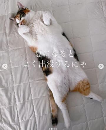 夏になると“おばけ姿”で出没する愛猫→実は体重250gの子猫のときに保護された元保護猫だった！