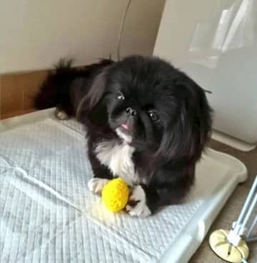 食事の好みも分からず手探りだった元保護犬→1年後には自分の意思を表すまでに成長！今では「家族の生活の中心」に