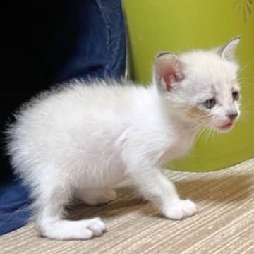 ぴえん顔の赤ちゃん猫→『4年後』になると……「しっかり面影がある」「気絶するほどかわいい」ビフォーアフターに1万いいねの反響