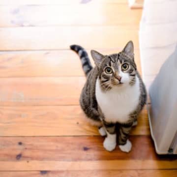 愛猫があなたに示している『尊敬サイン』3つ　どんな態度にリスペクトが込められている？