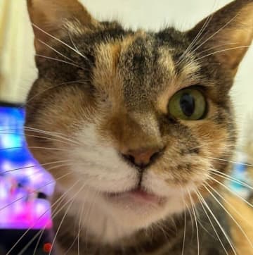 銀色に光っていた目が印象的だった保護猫！ 嫌がっていた抱っこに安心する姿を見てジーンとくる